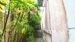 Pinewood Terrace (D25), Terrace #529427791